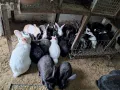 Продавам зайци , снимка 3