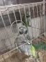 Продавам китайски Александри, снимка 3