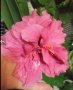 Китайски рози цвят розов кичест пълен, снимка 1 - Стайни растения - 35880133