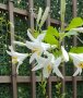 🎉Заявки пролет до март или есента Божествено ухание Бял лилиум (Lilium candidum,  White lily), снимка 2