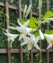 🎉Заявки само пролетта Божествено ухание Бял лилиум (Lilium candidum,  White lily), снимка 2