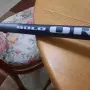 продавам болонезе с макара, снимка 4