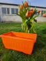 Цветни сандъци за цветя 30см! Промоция 7бр цветни сандъци за 19.90лв, снимка 6