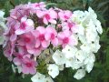 Флокс-висок, снимка 1 - Градински цветя и растения - 39301429