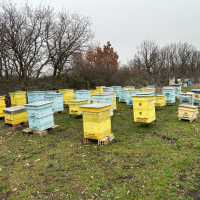 Продавам пчелни семейства с многокорпусен кошери, снимка 2 - За пчели - 44828345