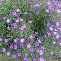 Цветя Астра алпийска – за ранно пролетно засаждане в градината, снимка 4 - Разсади - 41046622