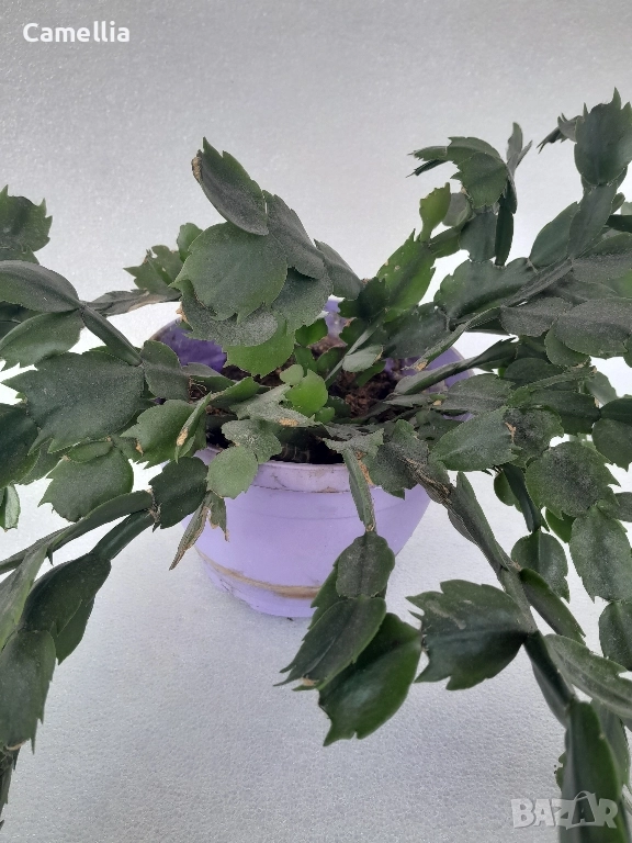 Коледниче, снимка 1