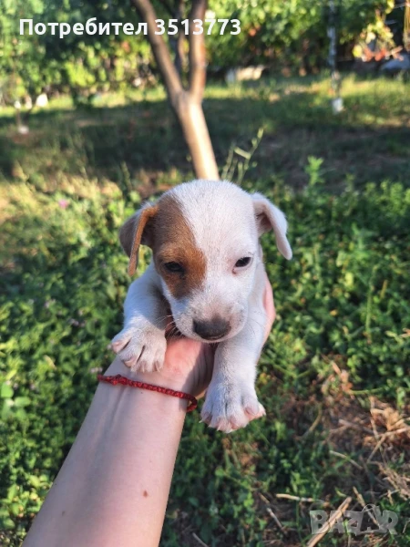 джак ръсел бебета, снимка 1