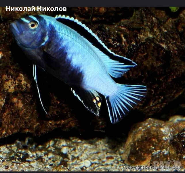 Африкански Цихлиди Малави, снимка 1