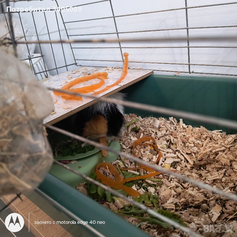 Морски свинчета, снимка 1