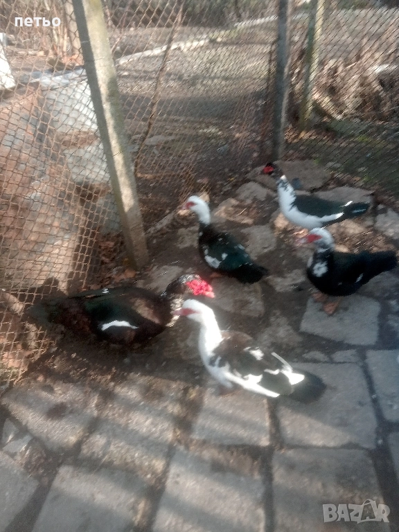 продавам Неми патици, снимка 1