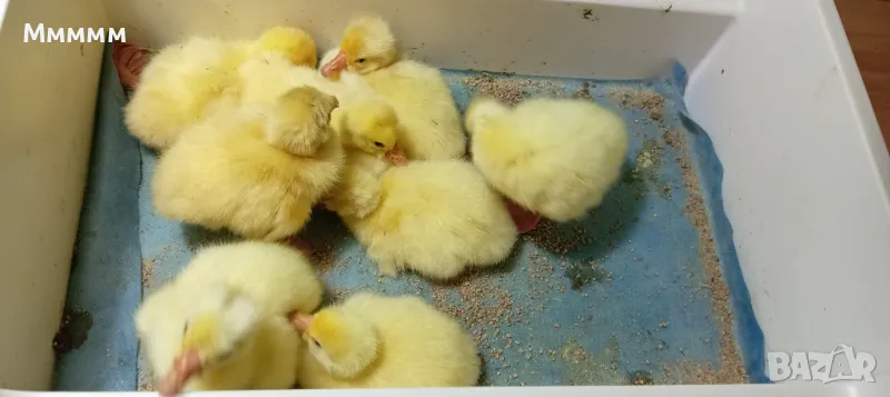 Продавам гъсета от гъски порода Линда, снимка 1