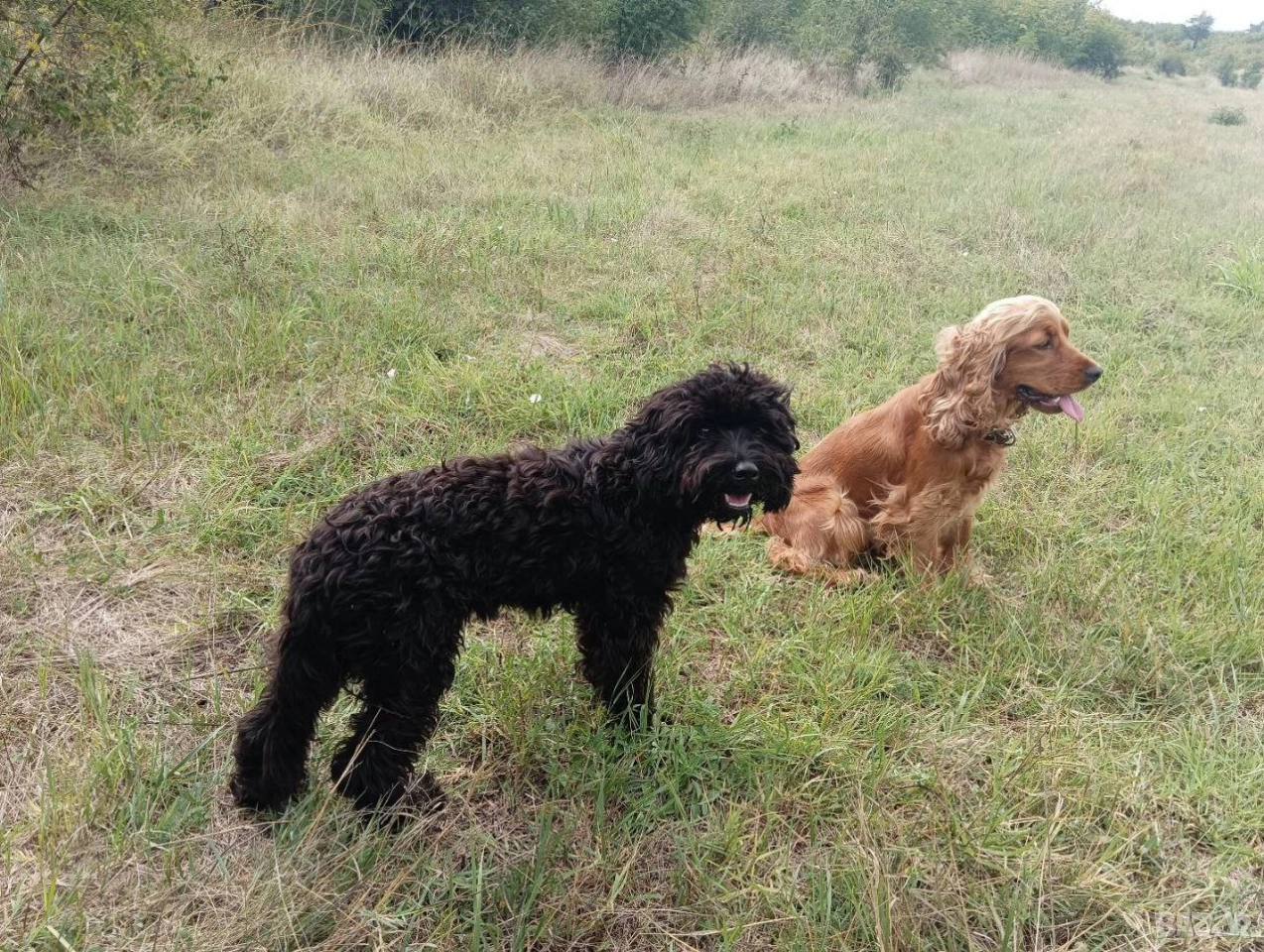 Кучета за трюфели - Обучени, снимка 1