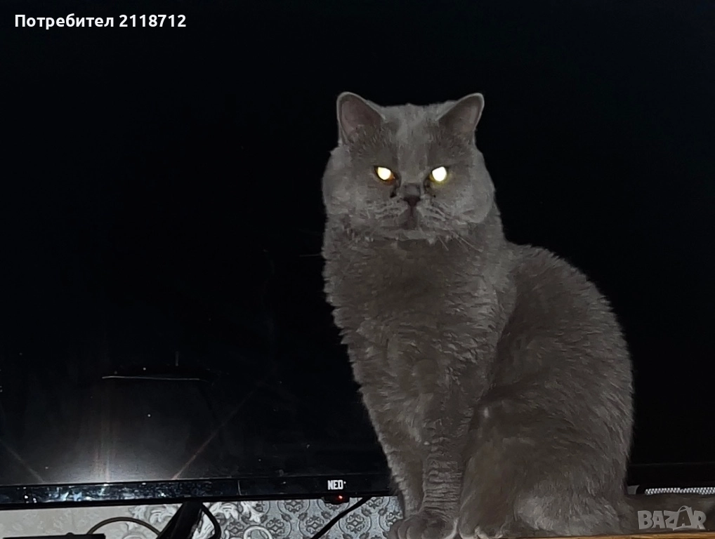 Британска дългокосместа , снимка 1