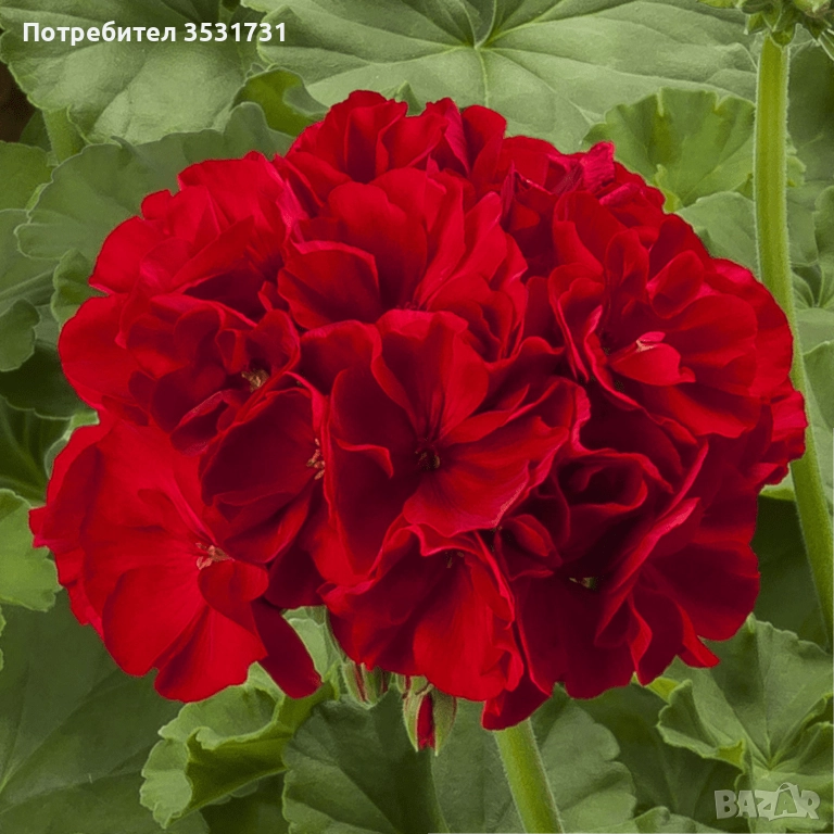 Професионален вкоренен разсад червено мушкато Калиопе, снимка 1