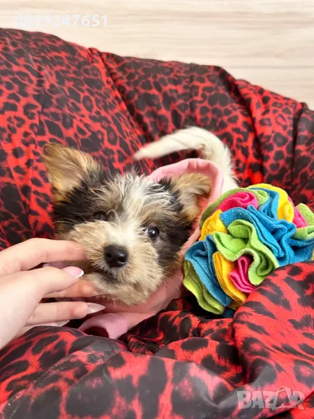 Бивер йоркширски териери , снимка 1