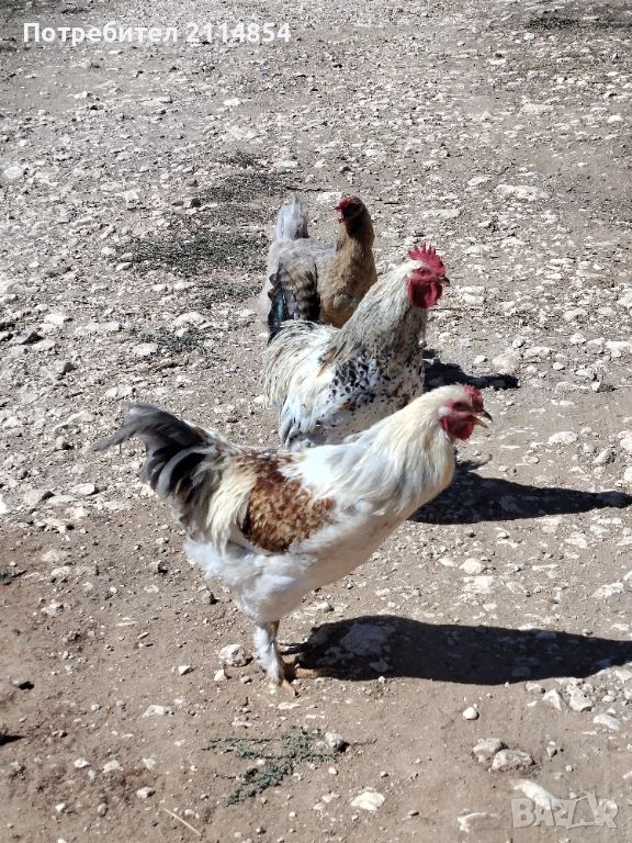 Домашни петли, снимка 1