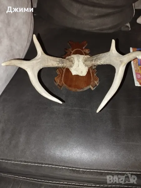 голям трофей от сръндак, снимка 1