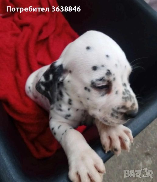 Далматинец, снимка 1