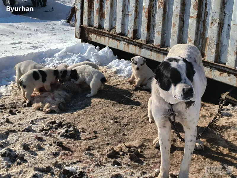 Продавам палета АЛАБАЙ , снимка 1