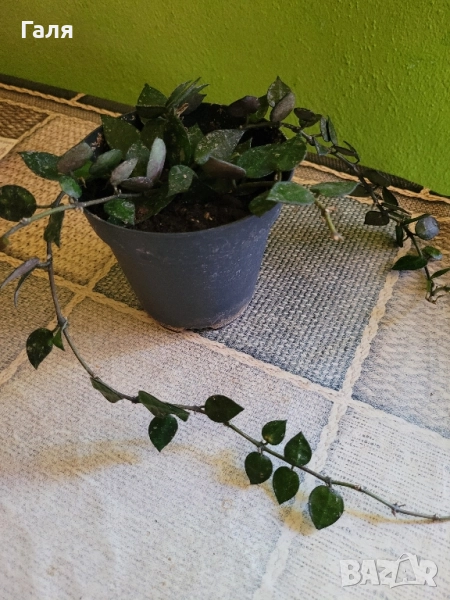 Хоя - Восъчно Цвете, снимка 1