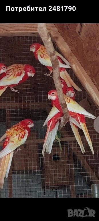 Голямо разнообразие на птици , снимка 1