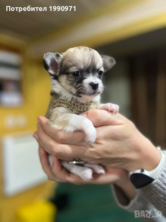 Момиченце мини чихуа и 4 братчета, снимка 1