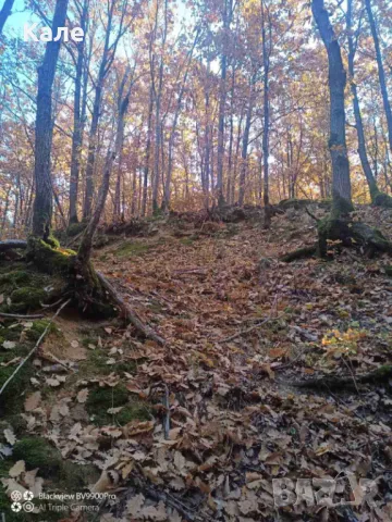 Широколистни гори 15.5 дка с. Винище, община Монтана, снимка 3 - Земеделска земя - 48391879