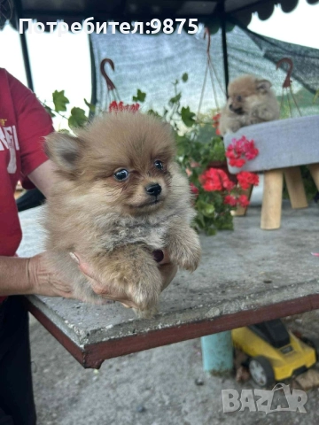 Продавам померани , снимка 3 - Померан - 52858919