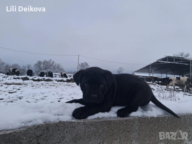 Кане Корсо куче , снимка 2 - Кане корсо - 53375341