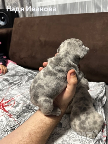 Френски булдог, снимка 8 - Френски булдог - 52687045