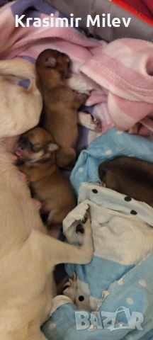 малко момченце мини чихуа, снимка 5 - Чихуахуа - 52515787