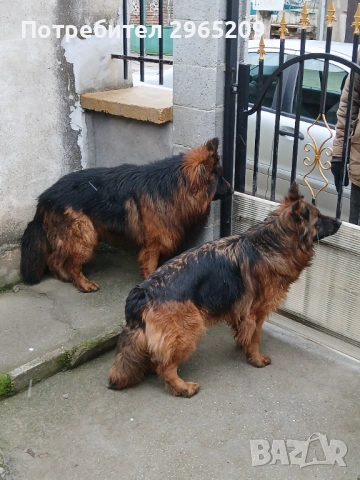 Елитни немски овчарки, снимка 3 - Немска овчарка - 53742345