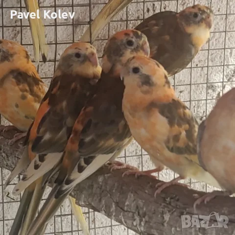 Различни видове екзотични птици , снимка 18 - За птици - 56128993
