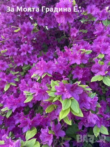 Азалия 3 цвята , снимка 2 - Градински цветя и растения - 53743784