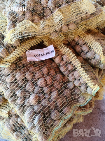 Продавам семе картоф