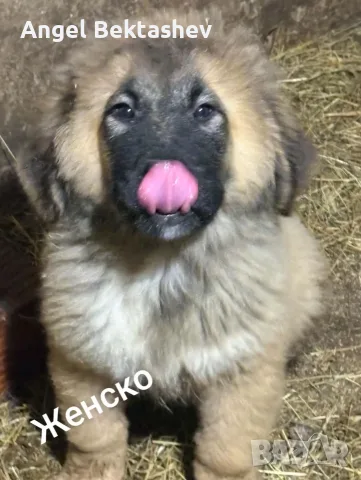 Кавказки овчарки , снимка 2 - Каракачанска овчарка - 55987469