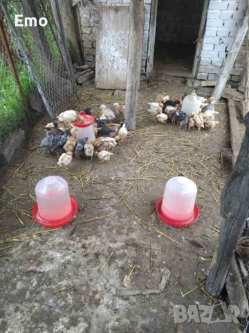 продавам пилета на 1 м и на 3