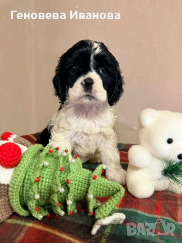 Американски кокер шпаньол, снимка 2 - Шпаньоли - 53004653