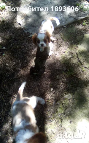 Кавалер Кинг Чарлз шпаньол, снимка 8 - Кавалер кинг чарлз шпаньол - 50016007