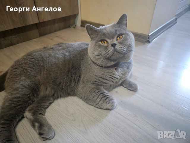 ЧИСТОКРЪВЕН МЪЖКИ БРИТАНЕЦ ЗА РАЗПЛОД, снимка 18 - Британска късокосместа - 48316235