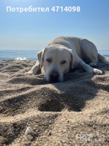 Бебета Лабрадори, снимка 11 - Лабрадор ретривър - 53302211