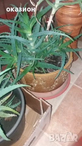 цветя и саксии всички за 25евро, снимка 2 - Градински цветя и растения - 53187917