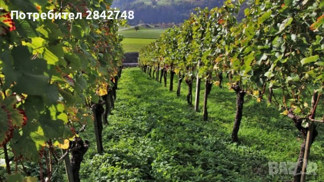 КУПУВАМ ЛОЗЯ В ЗЕМЛИЩЕТО НА ГР. СУНГУРЛАРЕ, снимка 2 - Земеделска земя - 53807961