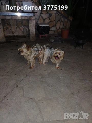 супер йоркита, снимка 2 - Йоркширски териер - 53244442