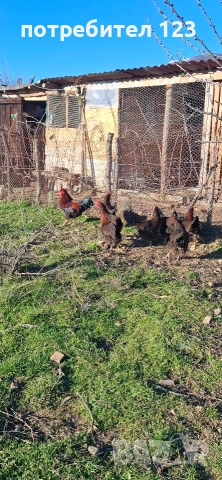 катунски кокошки, снимка 3 - Кокошки и пуйки - 52928506