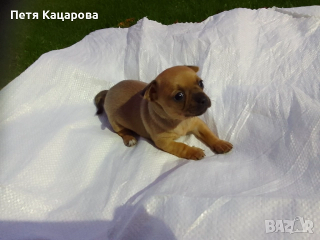 ✨ Чихуахуа кученце търси ново любящо семейство! ✨  , снимка 4 - Чихуахуа - 52674806