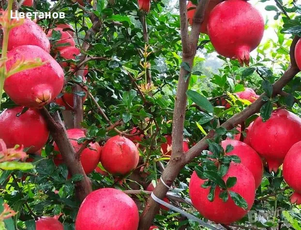 Нар сорт Хиджас, снимка 1