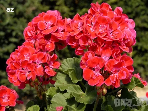 Мушкато Бългаско