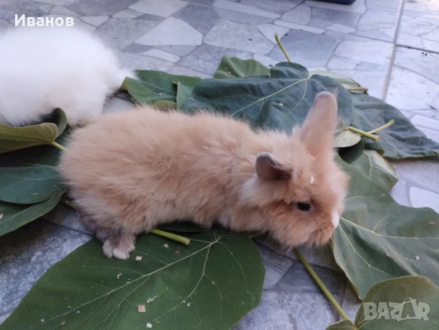 морски свинчета и мини зайчета., снимка 5 - Декоративни зайчета - 51290371